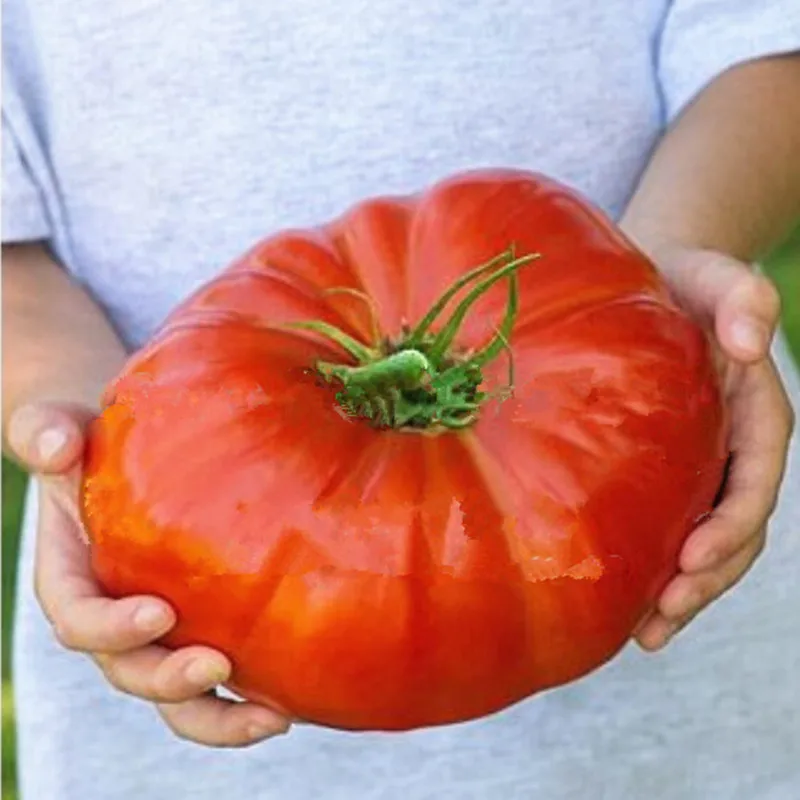 10 nutritious Watermelon Beefsteak Tomato Seeds , huge , rich flavor