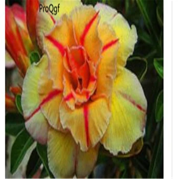 

Prodgf 5Pcs A Set red with yellow Adenium Desert Rose