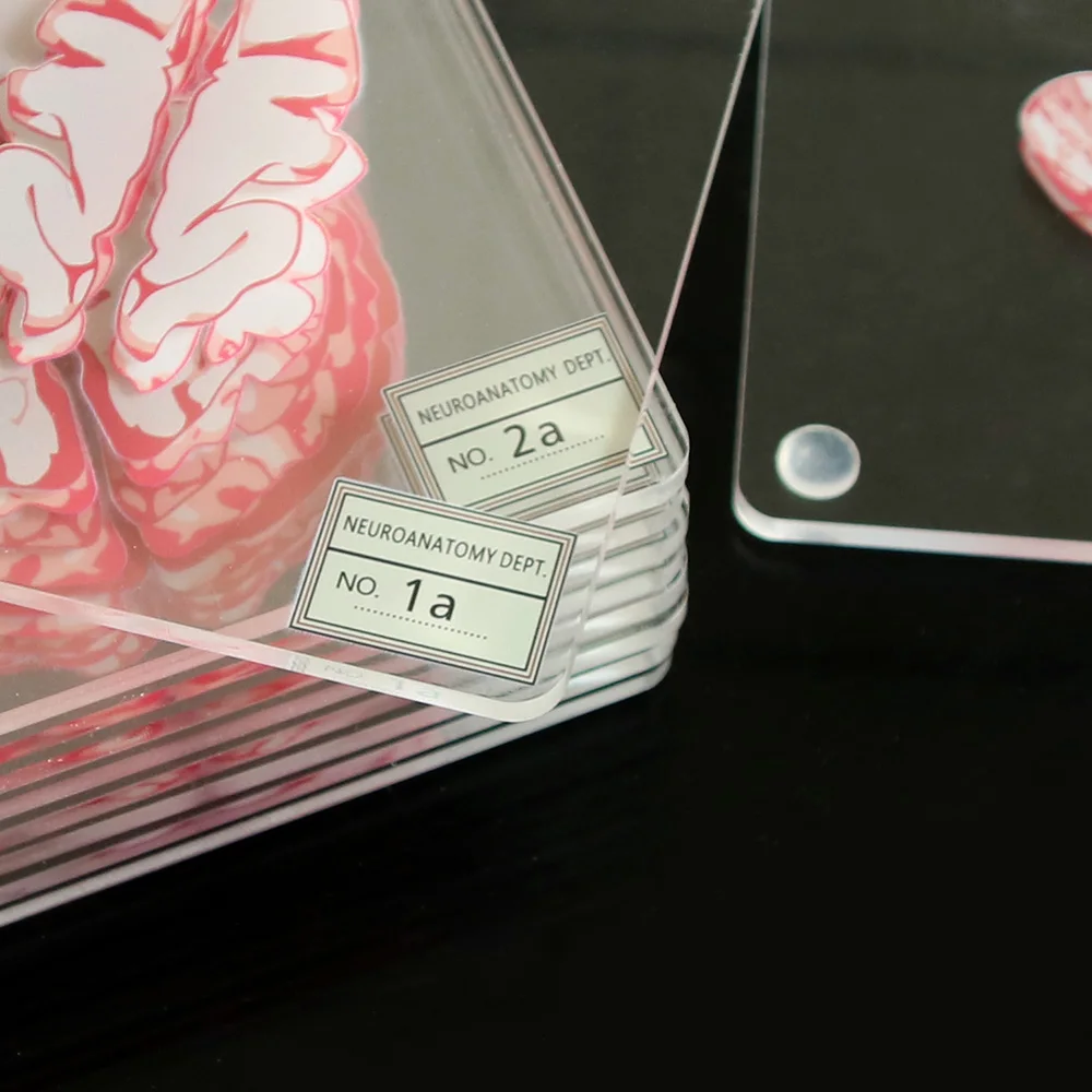 Мозговые образцы подставки набор 3D органные мозговые работы мозговые ломтики квадратная акриловая стеклянная подставка под стол для напитков подарок пьянским учёным