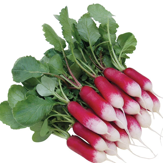 

100 Pcs Rare Sausage Radish Bonsai Juicy And Nutritious Early Spring Radish Very Delicious Vegetable Garden Food Easy To Grow