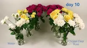 120 упаковок Chrysal Цветочные продукты свежие срезанные цветы прозрачная формула