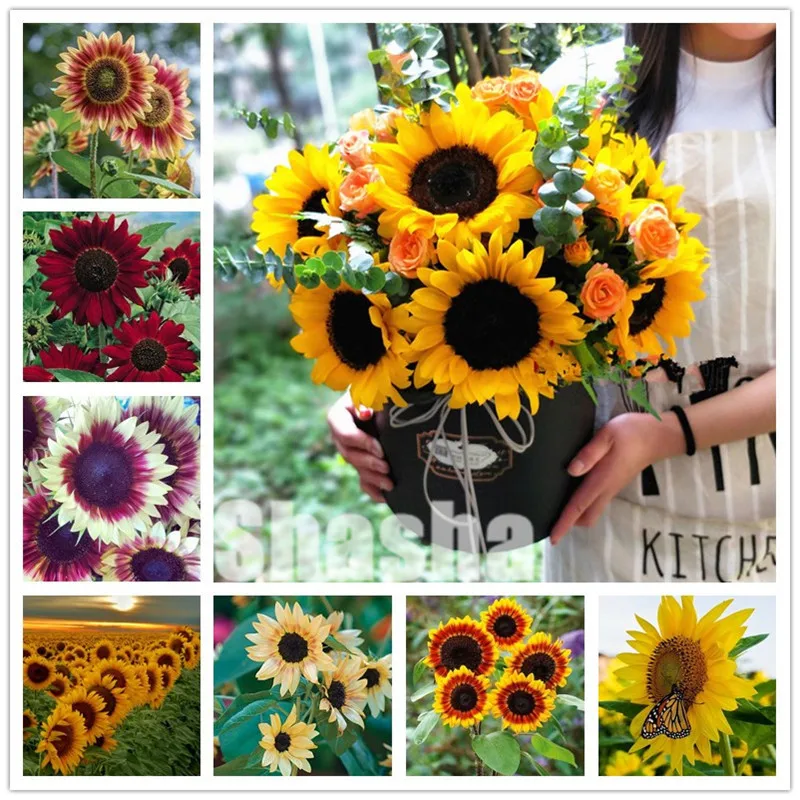 

20 Pcs Hot Sale Spend Sunflower flower Organic Helianthus Annuus Edible plants for Gardening Ornamental Flowers Mini Bonsai