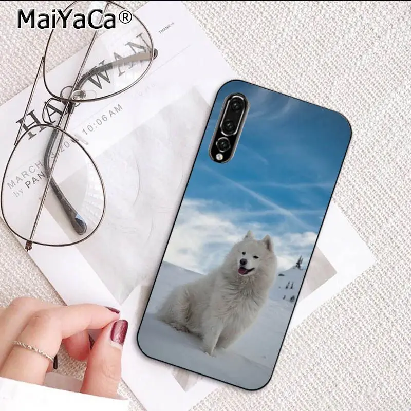 Cute Dog Husky