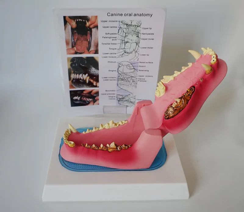 Анатомическая модель зуба собаки собачий ветеринарный Скелет животного ветеринарный обучающий инструмент анатомия