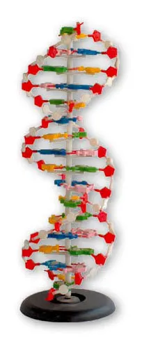 dna molecule structure model biological model in medical science