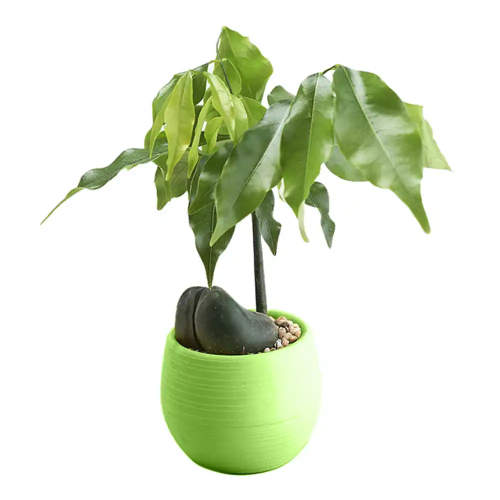 1Pc Round Green Plants Flower Pot Plastic Home Gardening Flowerpot Bonsai Pot
