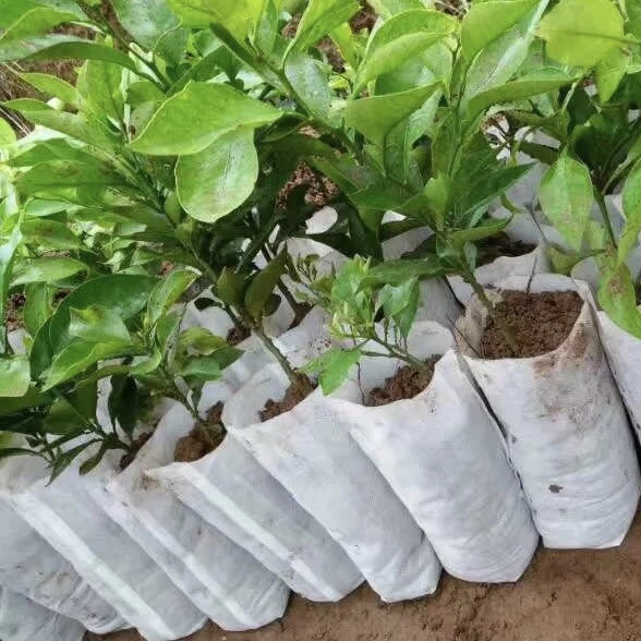 Size 16 200 Pcs Plant Fiber Nursery Pots Seedling Raising Bags Size 16 200 Pcs Plant Fiber Nursery Pots Seedling Raising Bags Garden