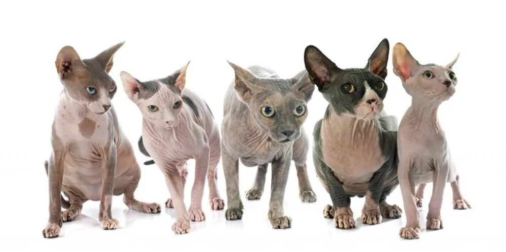 bigstock-Sphynx-Hairless-Cats-82852862-1024x511