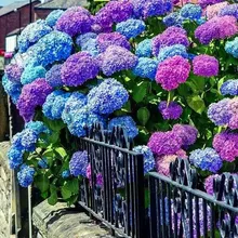 Подлинный! 20 шт Гортензия бонсай многолетний цветок Флорес Красивая Свадебная вечеринка цветочное растение для дома и сада,# MPJ4C2