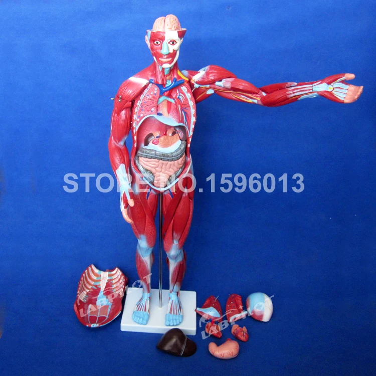 334 muscle model (8)