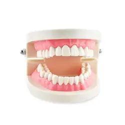 1 предмет зубы зубной модели Плоть розовый десны Стандартный зубы модель обучения для стоматолога