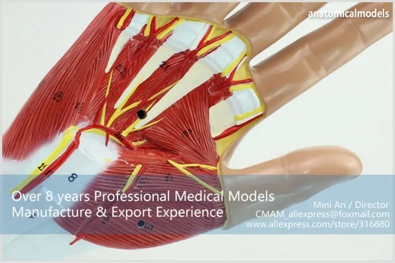 CMAM-MUSCLE08 Человеческая Рука Анатомия Мышц 4-части Медицинской Модели Образования