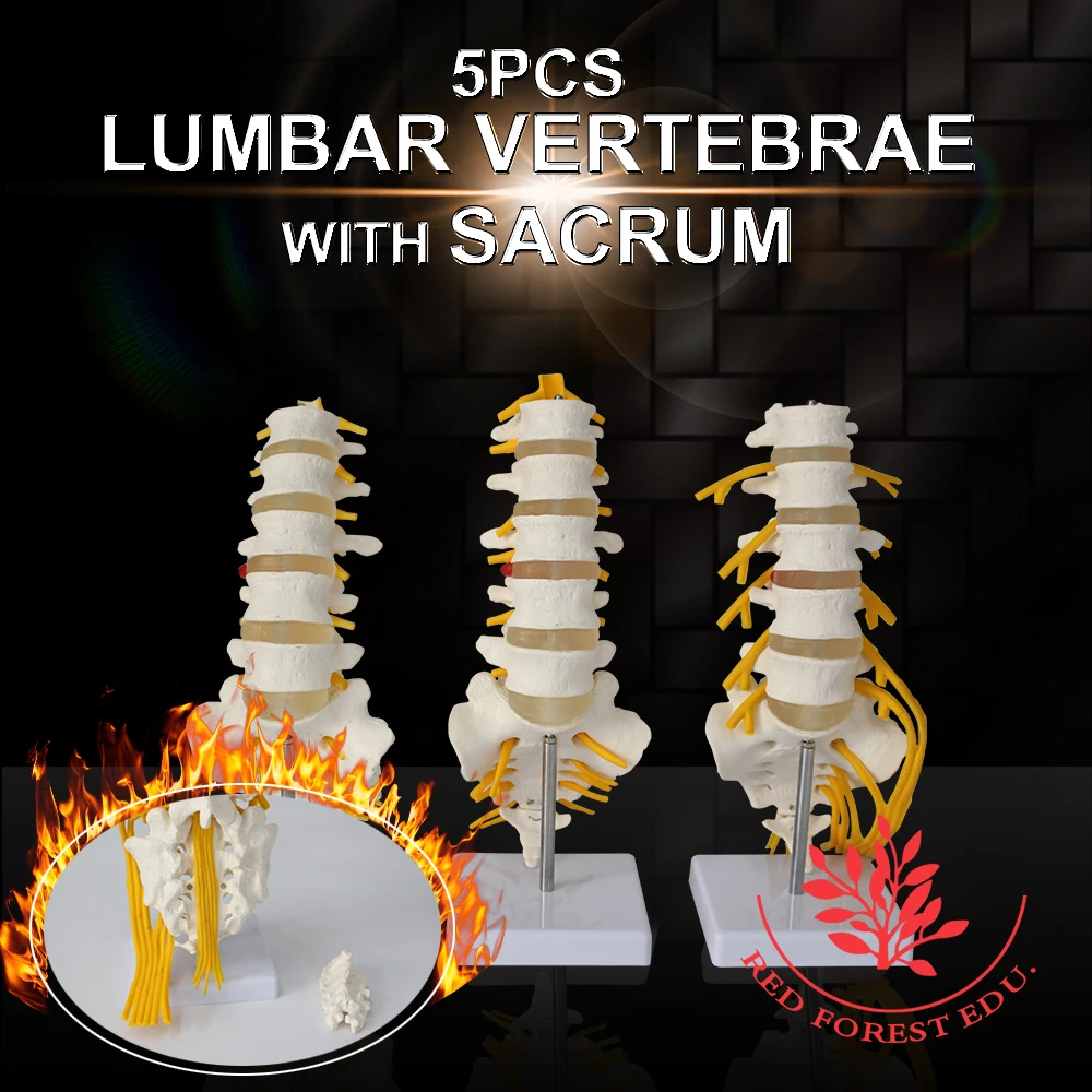 

Medical Anatomical Model Lumbar Vertebrae with sacrum