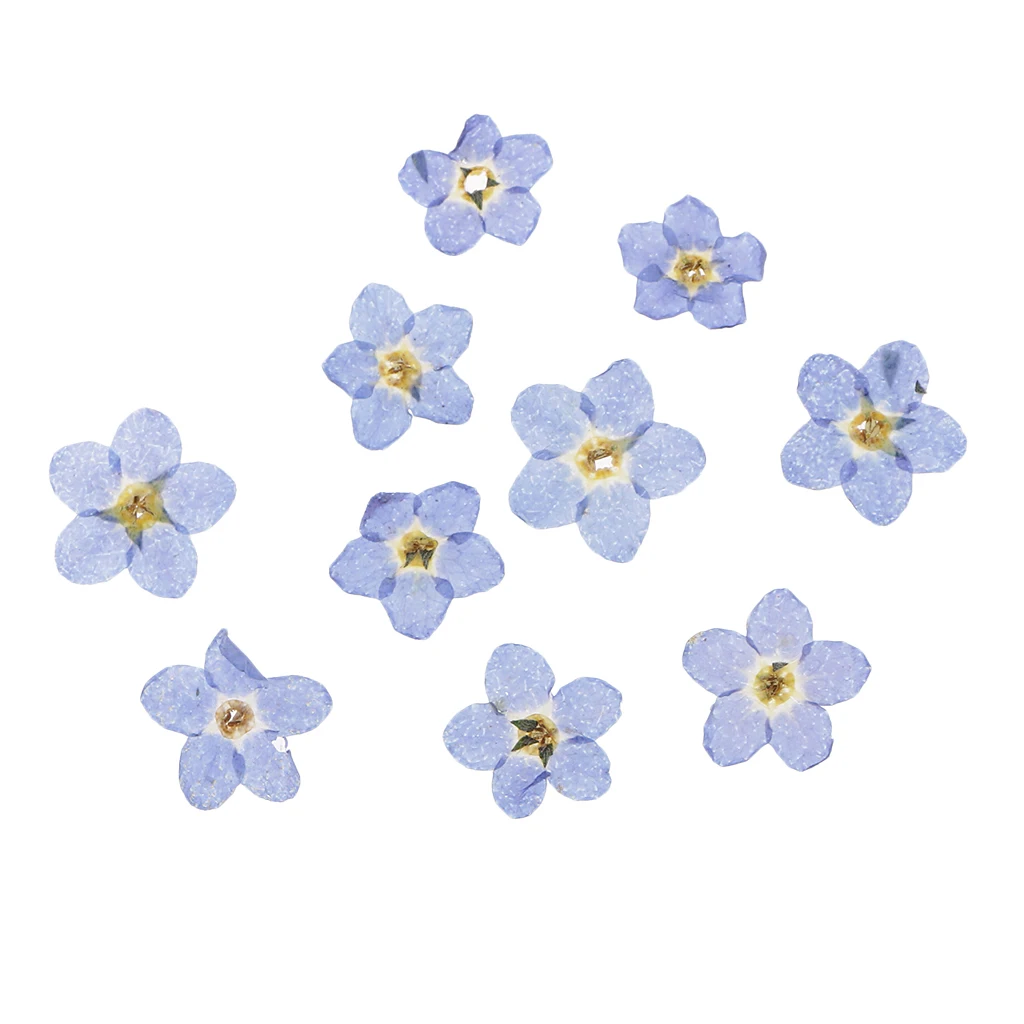 10 Pieces Natural Forget-me-not Flowers Pressed Dried Flowers For Art Crafts Scrapbooking