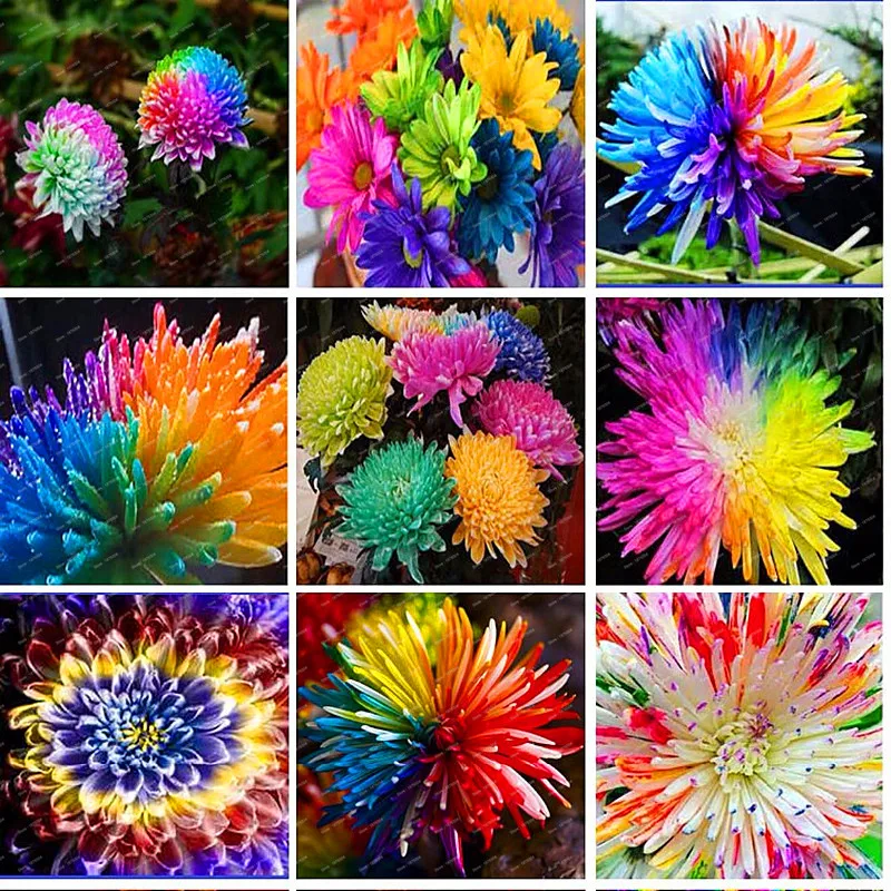 

Free Shipping 100pcs/bag Rainbow Chrysanthemum bonsai Flower plant Rare Flower DIY Home Garden Flower