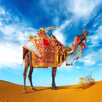 

Laeacco Camel Decoration Desert Scene Baby Birthday Photography Backgrounds Customized Photographic Backdrops For Photo Studio