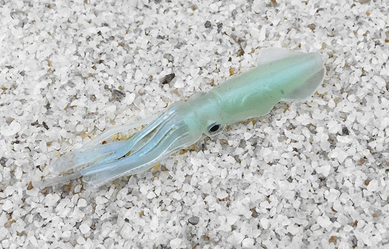 soft bait (3)
