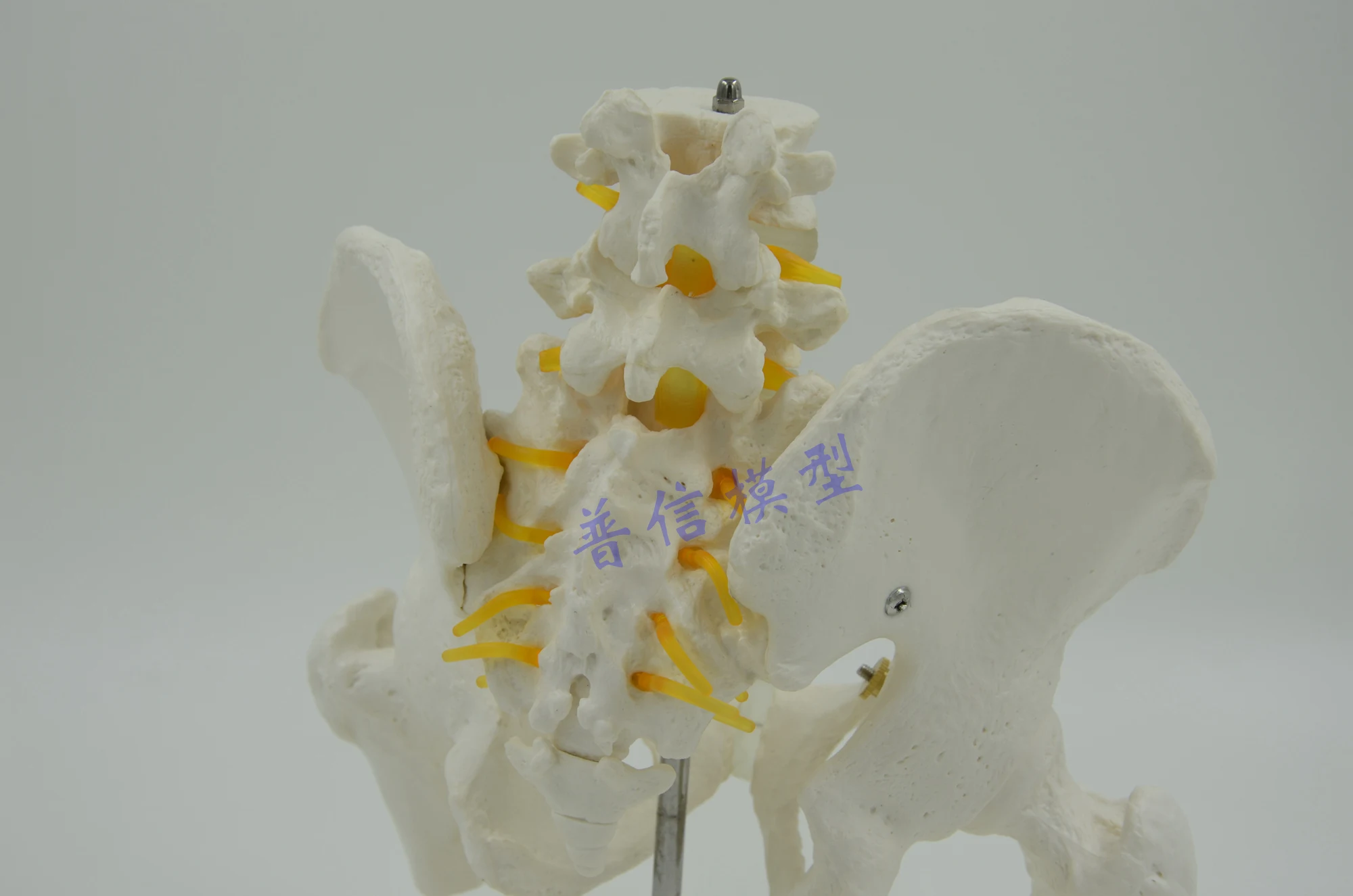 Медицинский, анатомический Размер жизни тазового скелета модель с подвижными головками Femur поясничные позвонки образовательные принадлежности медицинские