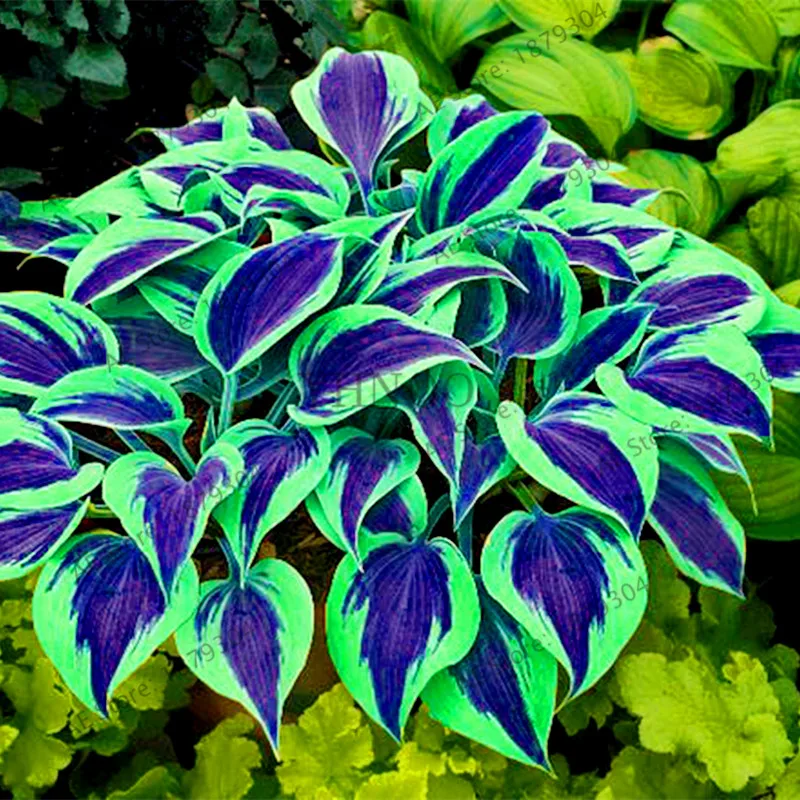200pcsbag Hosta Bonsai Perennials Plantain Rare Lily Flower White Lace