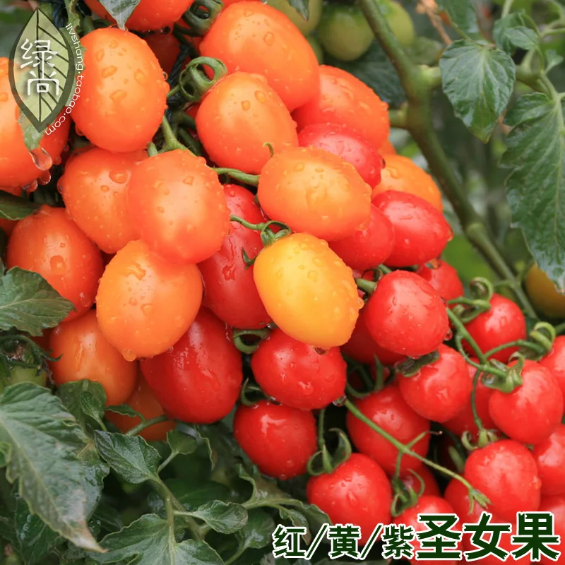 

Red And Yellow Purple Cherry Fruit Cherry Tomatoes Tomatoes Garden Balcony Potted Fruits And Vegetables bonsai 200pcs