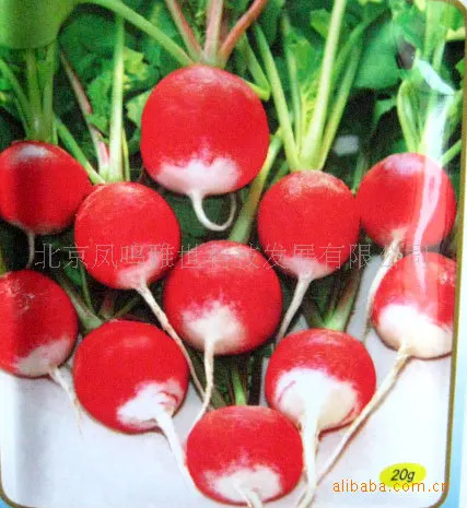 

2018 Rushed Hot Sale Outdoor Plants Very Easy Mini Garden Sementes Beijing Color Radish 20pcs Selling Organic Vegetable bonsai