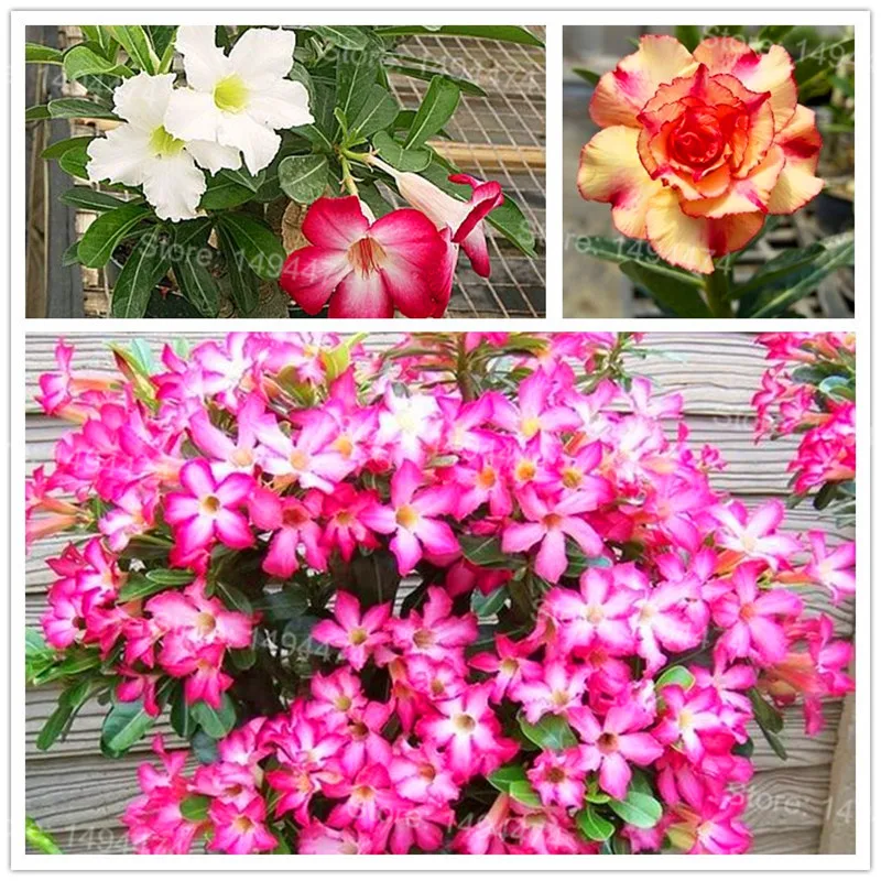 Genuine Desert Rose Plantas rare Adenium Obesum flower Plants 4 pcs Flower Bonsai floresling Air Purification for Home Garden Genuine Desert Rose Plantas rare Adenium Obesum flower Plants 4 pcs Flower Bonsai floresling Air Purification for Home Garden