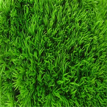 

5Pcs Campylopus flexuosus Moss baifa Mini For Fish Tank
