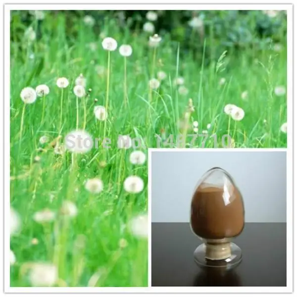 Top Quality Dandelion Extract/ Dandelion Root Extract