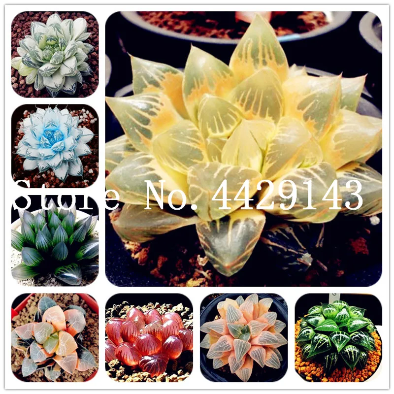

200 Pcs/Lot Bonsai Office Desktop Flowers Yulu Pseudotruncatella Living Stone Lithops Succulent Bonsai Anti-Radiation Purify Air