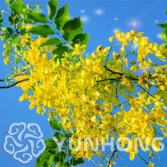 

Cassia fistula Bonsai golden rain tree flowering yellow sausage tree species germination rate is good scenery 20PCS Bonsai
