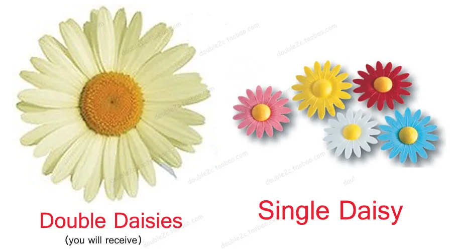 edible daisy flower 1-5