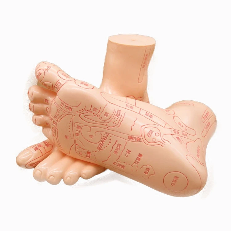 

13cm Foot reflex zone massage model, not acupuncture model, hard / soft foot massage model Chinese language TCM Feet Reflexology
