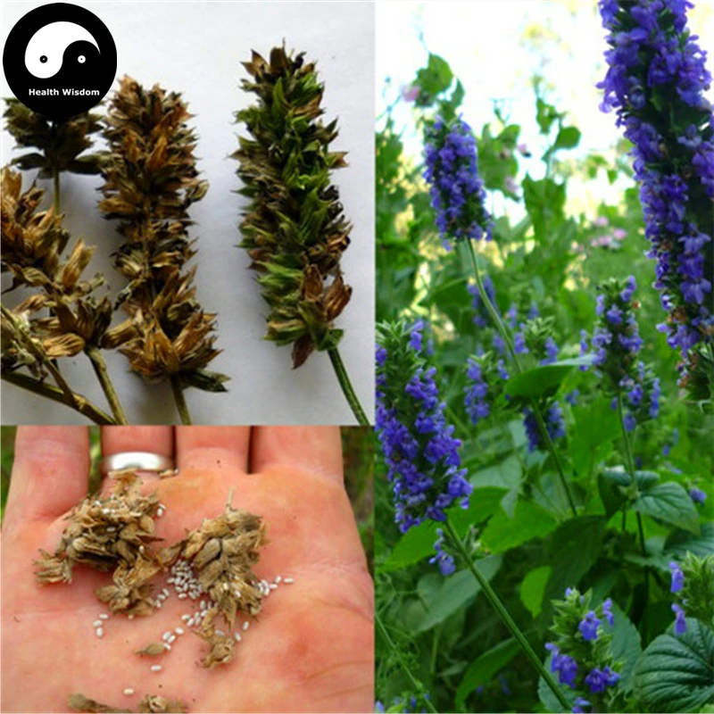 Buy Chia Semente 800pcs Plant Chinese Salvia Hispanica Semente Qi Ya Zi