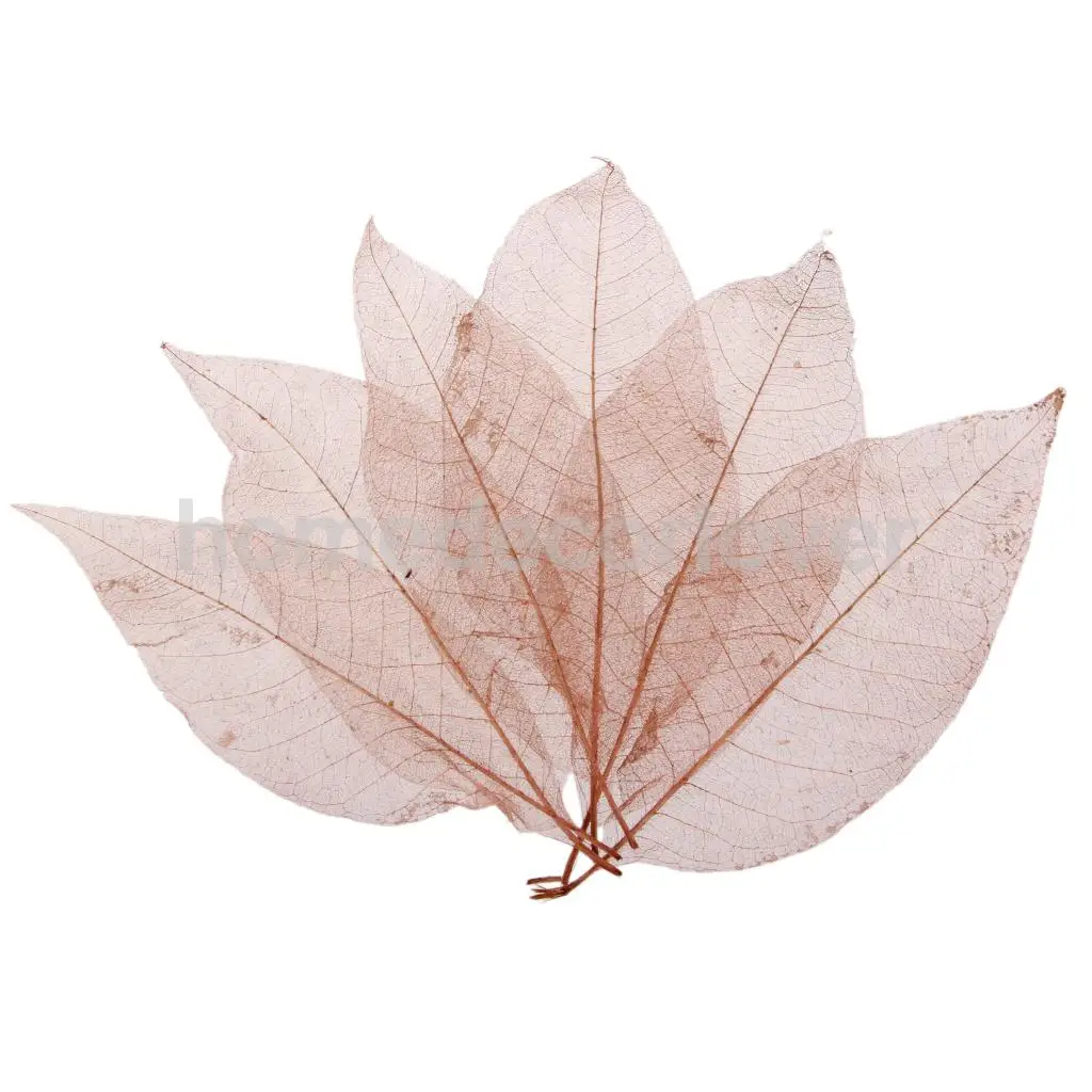 50pcs Natural Magnolia Skeleton Leaf Leaves for Card Scrapbooking DIY Craft 