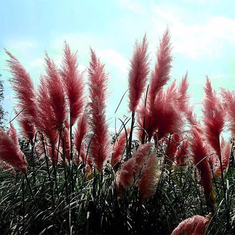 

ZLKING 100pcs New Impressive Pampas Grass bonsai Cortaderia Selloana Ornamental home garden Plants Flowers bonsais
