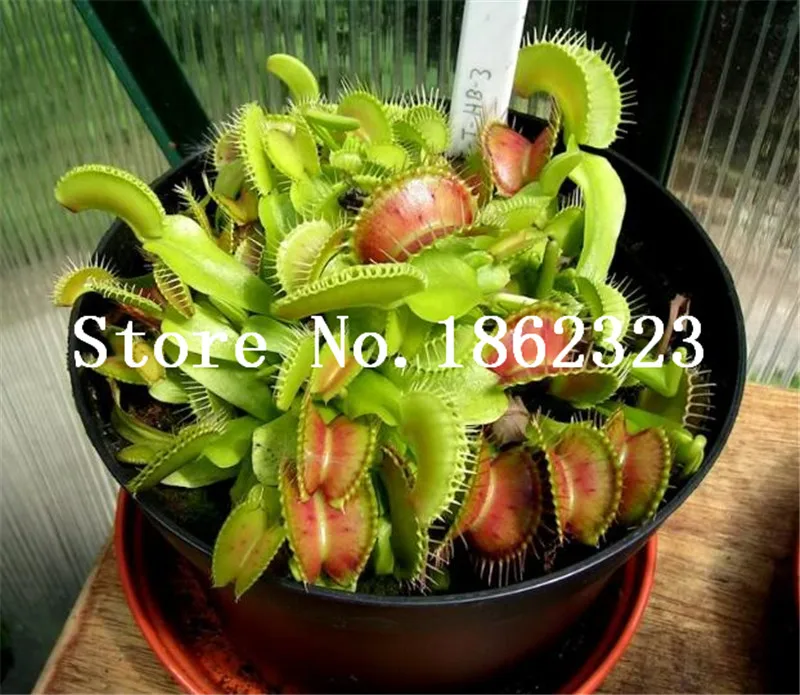 Big Promotion! 100Pcs Potted Insectivorous Bonsai Plant Blue Dionaea Muscipula Carnivorous Plants Giant Clip Venus Flytrap Plant Big Promotion! 100Pcs Potted Insectivorous Bonsai Plant Blue Dionaea Muscipula Carnivorous Plants Giant Clip Venus Flytrap Plant