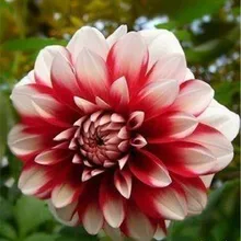 花トイレットペーパーが超お買い得 Aliexpress モバイルで 世界の花トイレットペーパー セラーの 花トイレットペーパーが素晴らしい割引価格に