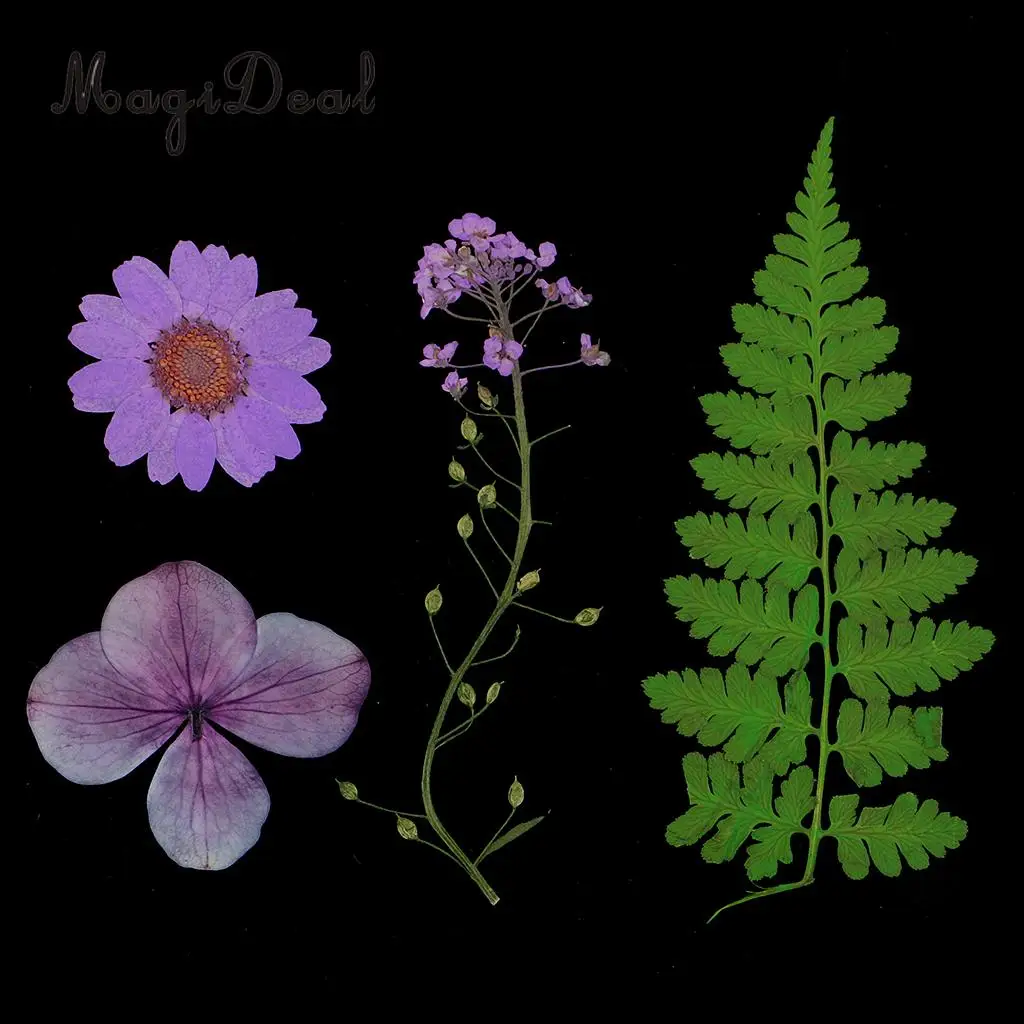 6 Kinds of Pressed Dried Flower Real Dried Flower Plant Specimen Filler for Scrapbooking Card, Art Crafts, Epoxy Resin Jewelry