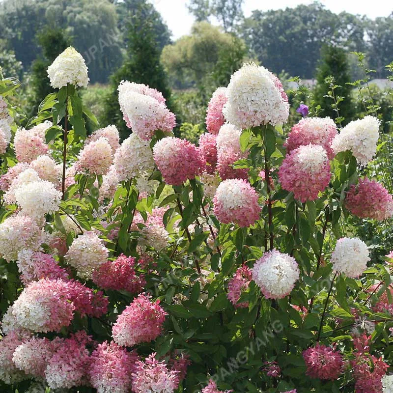 20pcs/pack Hydrangea Paniculata vanilla Fraise Strawberry Hydrangea bonsai Bonsai Flower bonsai Potted Plant For Home Garden Pla