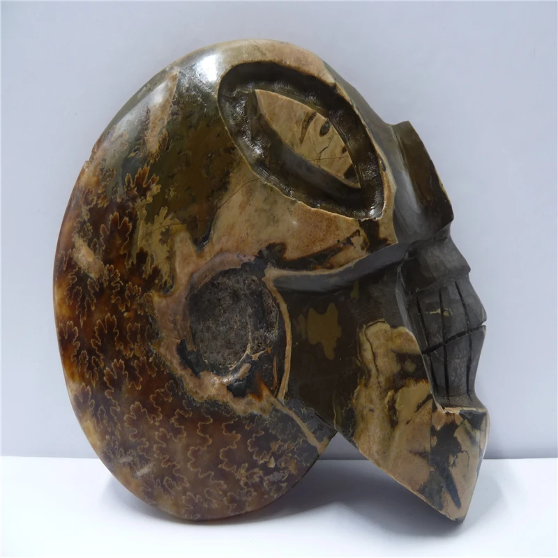 

NATURAL Conch fossil Crystal carved skull HEALING T419