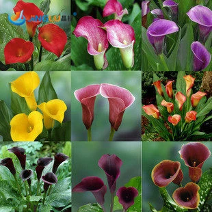 

100 Pcs / Bag , Charming Calla Lily Diy Potted Plants Indoor / Outdoor Pot Germination Rate Of 95% Mixed Colors Fast Growing