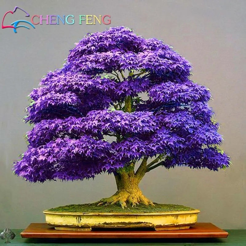 

20pcs Purple Maple bonsai Rare In The World Canada Is A Beautiful Purple Maple Bonsai Plants Trees For Home Garden Free Shipping