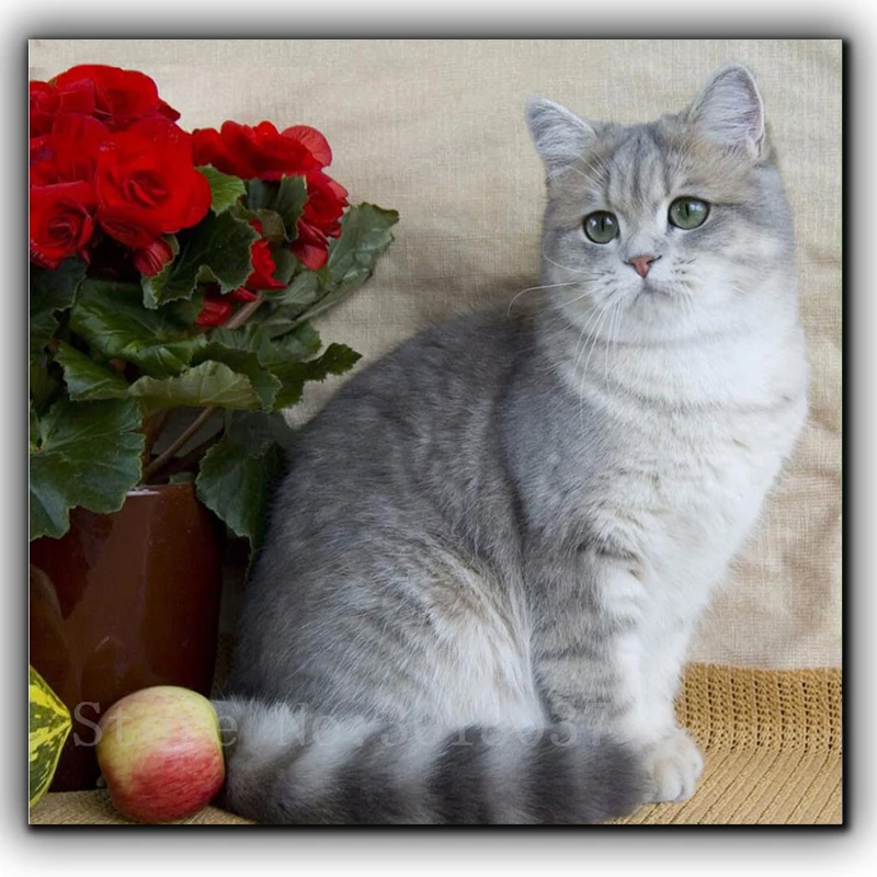 Кошки Породы Шиншилла Фото