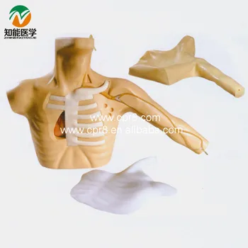 

Peripheral Puncture Central Venous Catheterization Simulator BIX-L67A MQ050