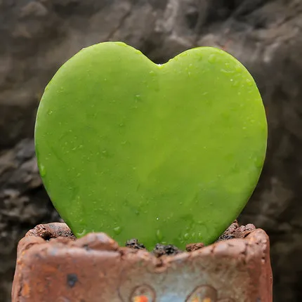 

50PCS Fresh Real " Heart leaf " Hoya carnosa sementes - Bonsai Succulent Plant sementes (Xinyeqiulan)