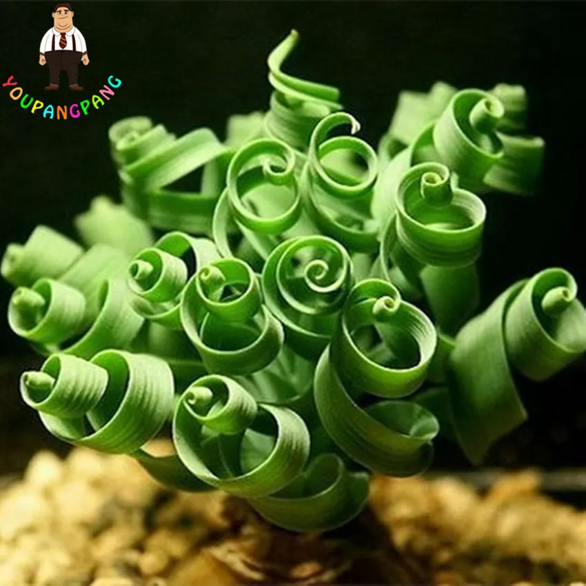 

200pcs Spring Grass bonsai Succulents Grass plants DIY Bonsai Potted Garden Home Exotic Planting Interesting Free Shipping