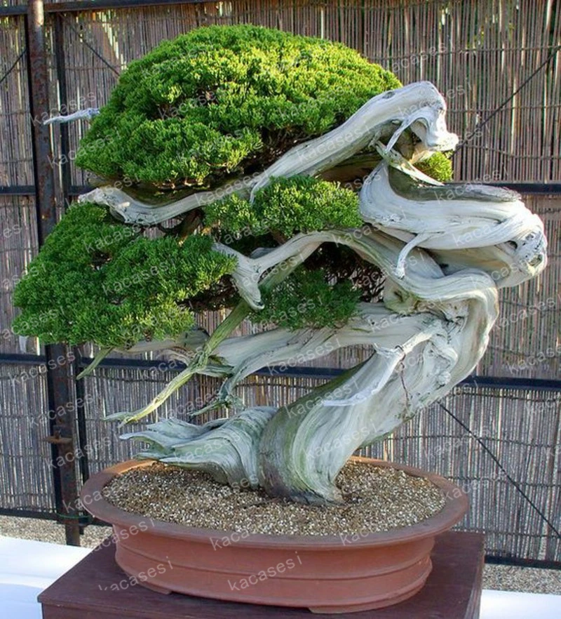 50 pcs/bag juniper bonsai tree potted flowers office bonsai purify the air absorb harmful gases juniper garden