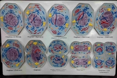 Модель Meiosis анатомическая модель Биомедицинская обучающая | Канцтовары для офиса