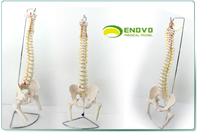 

29'' Human Anatomical Spine with Pelvic Flexible Model Medical Learn Aid Anatomy Spine Model School Stationery skeleton model