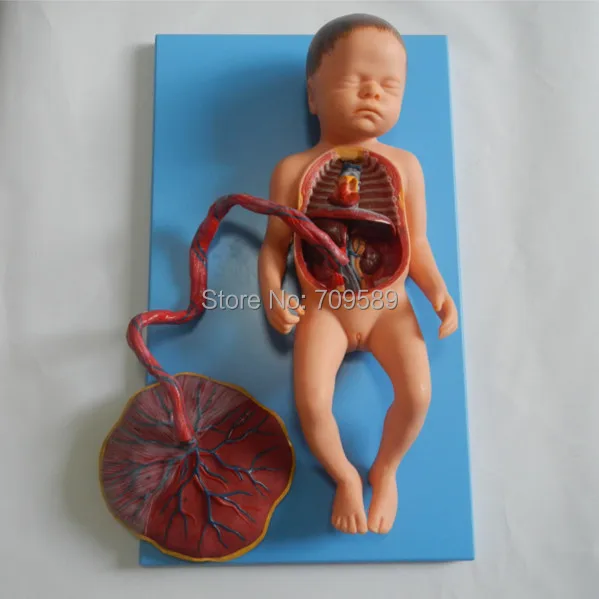 Buy ISO Advanced Anatomical Model of Fetal Blood